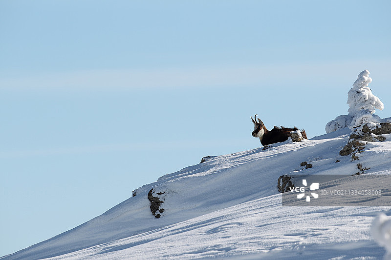 站在瑞士汝拉山雪地里的羚羊图片素材