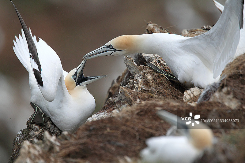 英国苏格兰悬崖上的鲣鸟图片素材