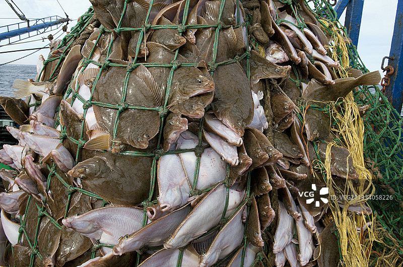 大西洋捕捞的黄尾鲽鱼图片素材