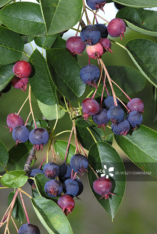 法国北部孚日山脉的唐棣果实图片素材