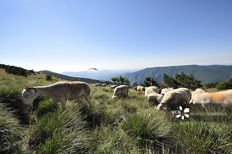 在艾果山顶部的季节性绵羊迁徙，法国图片素材