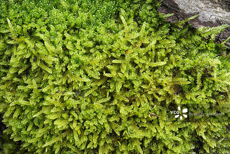 法国木材上的斜叶藓图片素材