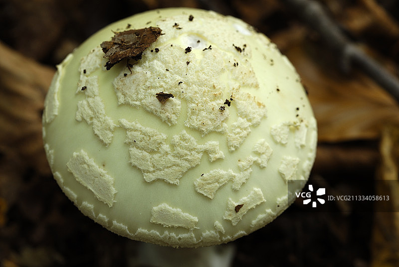 秋季法国灌木丛中的假死帽图片素材