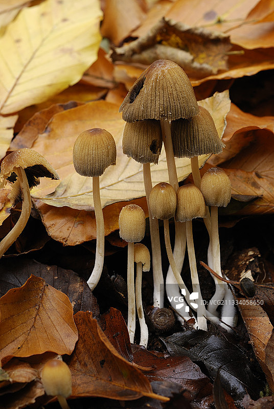 法国秋季落叶中的云母帽图片素材