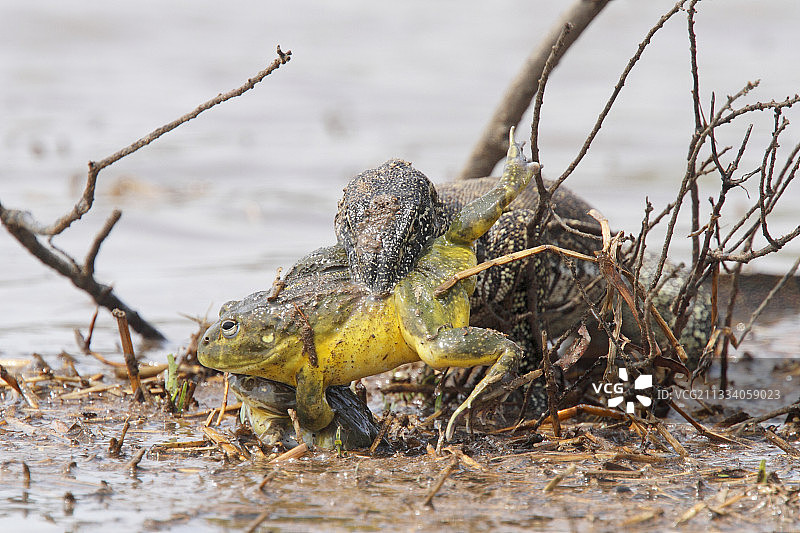 巨蜥在池塘边捕捉交配中的非洲牛蛙图片素材