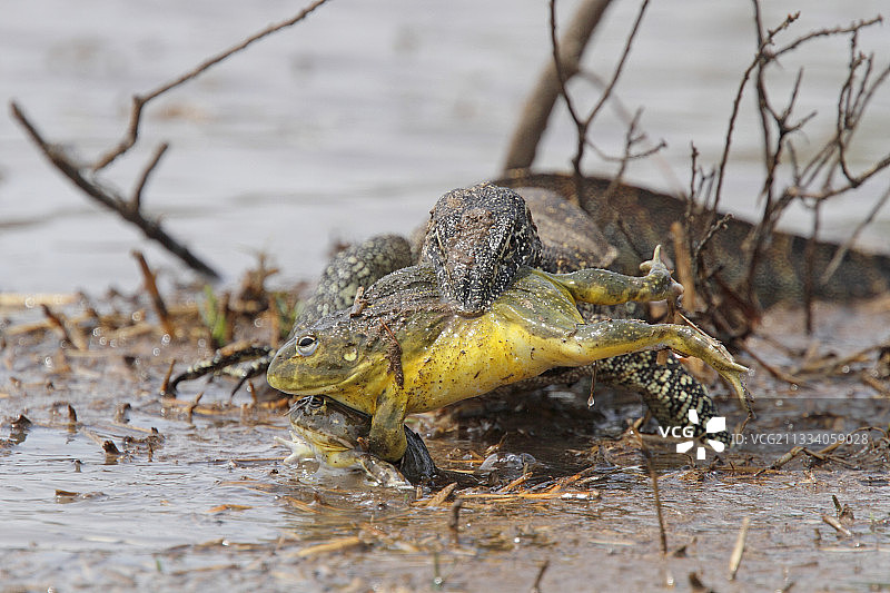 巨蜥在池塘边捕捉交配中的非洲牛蛙图片素材