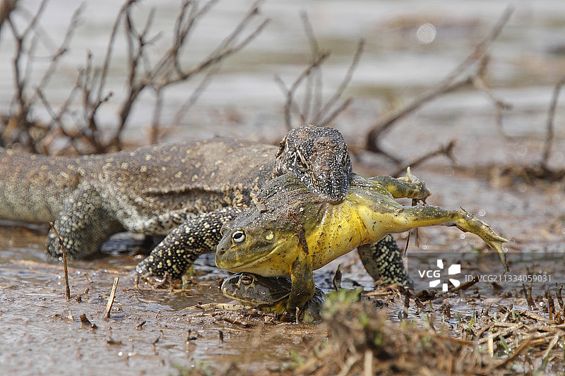 巨蜥在池塘边捕捉交配中的非洲牛蛙图片素材