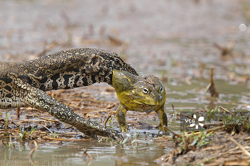 巨蜥在池塘边捕捉交配中的非洲牛蛙图片素材