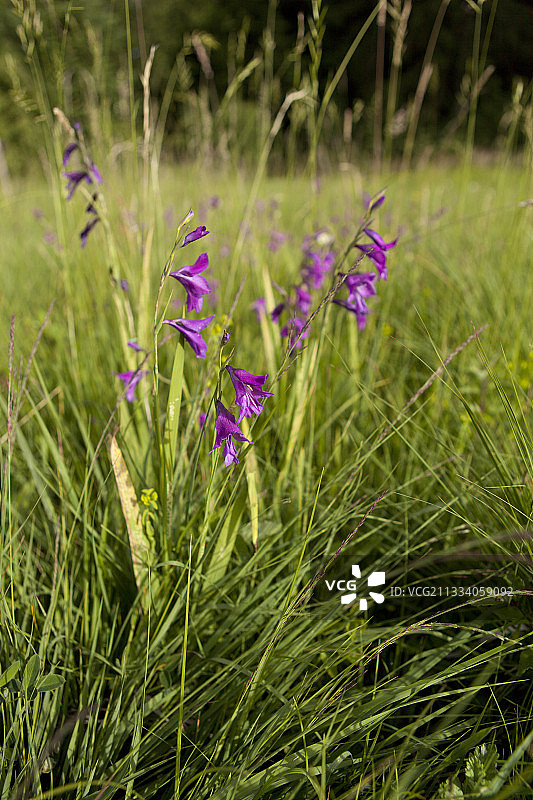 上萨瓦省普朗布瓦森林中的唐菖蒲沼泽图片素材