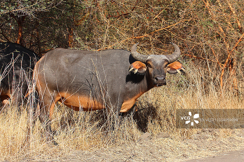 塞内加尔的雌性森林野牛图片素材