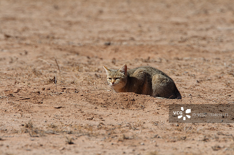 在南非共和国寻找啮齿动物的非洲野猫图片素材
