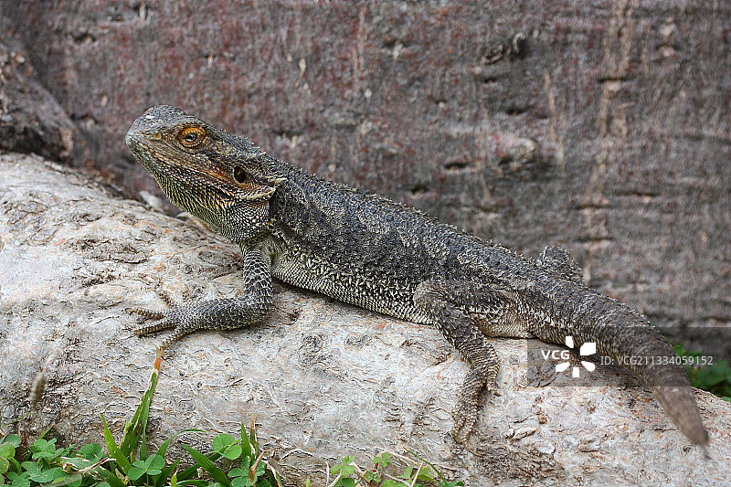在澳大利亚晒太阳的澳大利亚成年蜥蜴图片素材