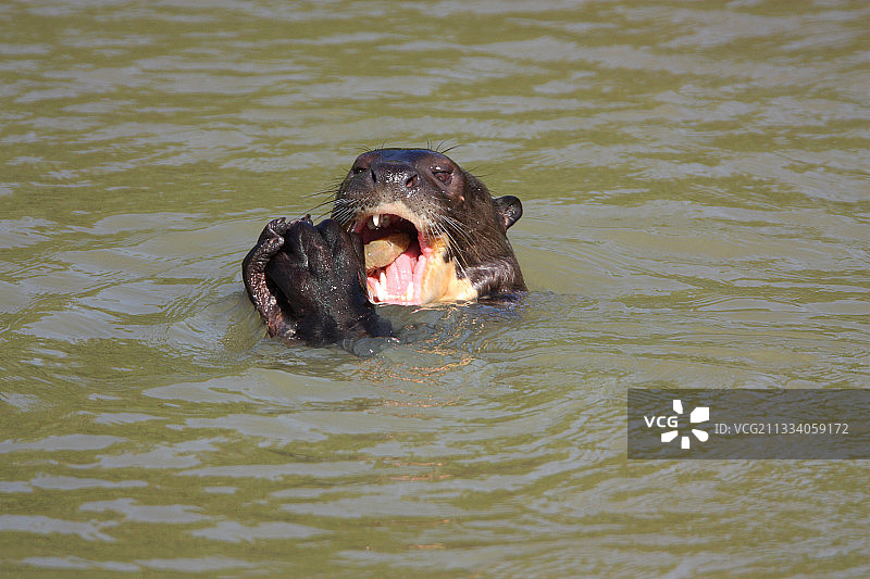 成年巨獭在巴西潘塔纳尔湿地吃鱼图片素材