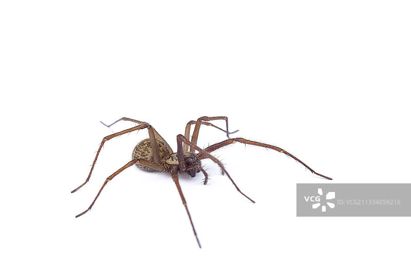 白色背景上的巨型家蜘蛛图片素材