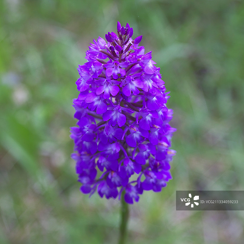 多尔多涅盛开的金字塔形兰花图片素材