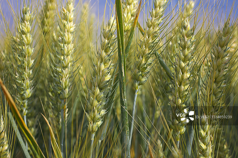 乳白色成熟小麦图片素材
