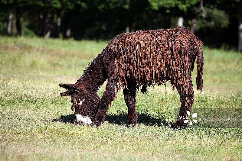 法国普瓦图驴在草地上吃草图片素材