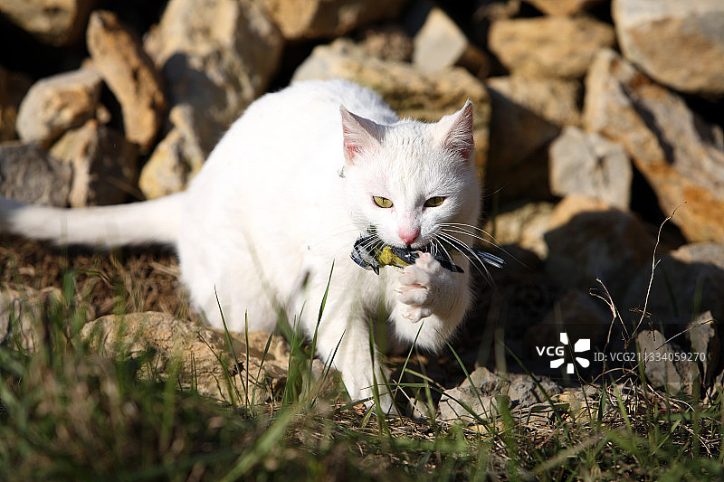 猫咪在法国安德尔省与蓝山雀玩耍图片素材