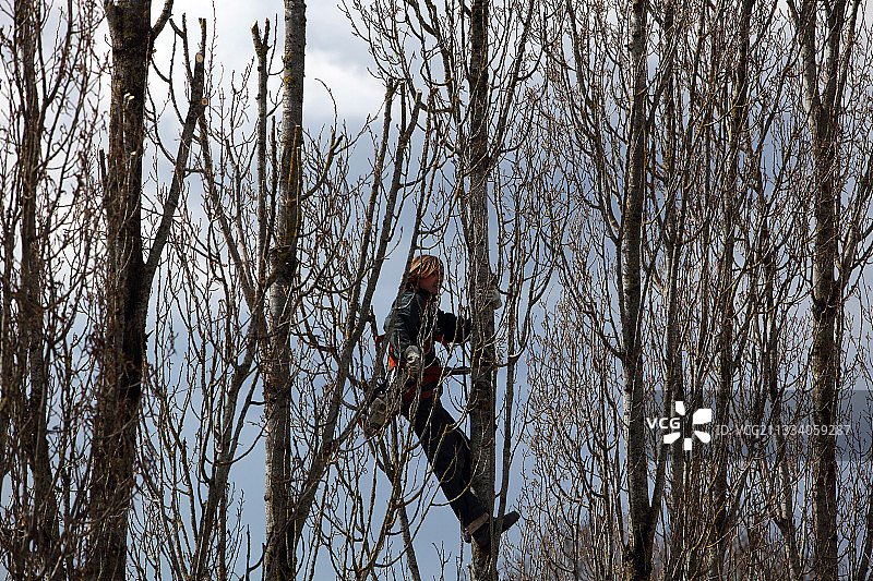 安德尔法国春季的白杨树修剪图片素材