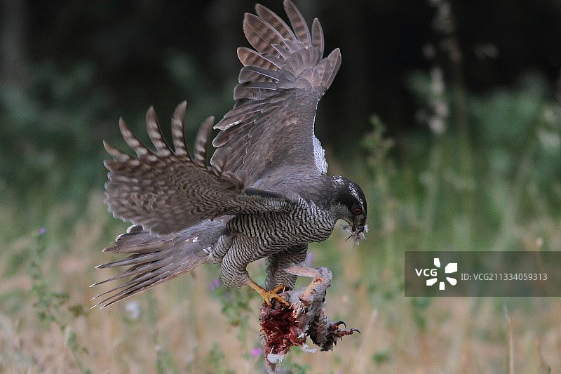 苍鹰捕食飞行图片素材