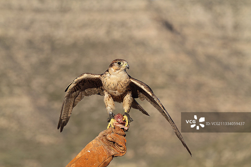 猎隼训练图片素材