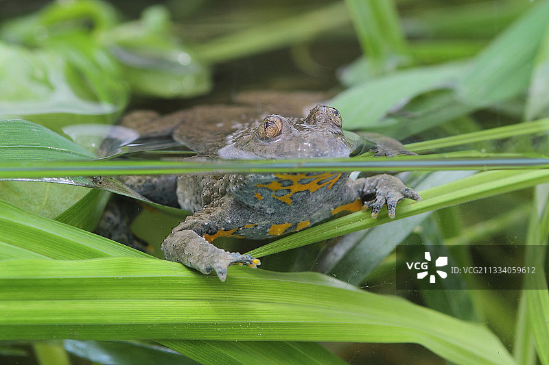 沼泽中的黄腹铃蟾图片素材