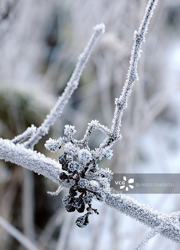 汝拉丘陵法定产区冰冻葡萄藤荒地图片素材