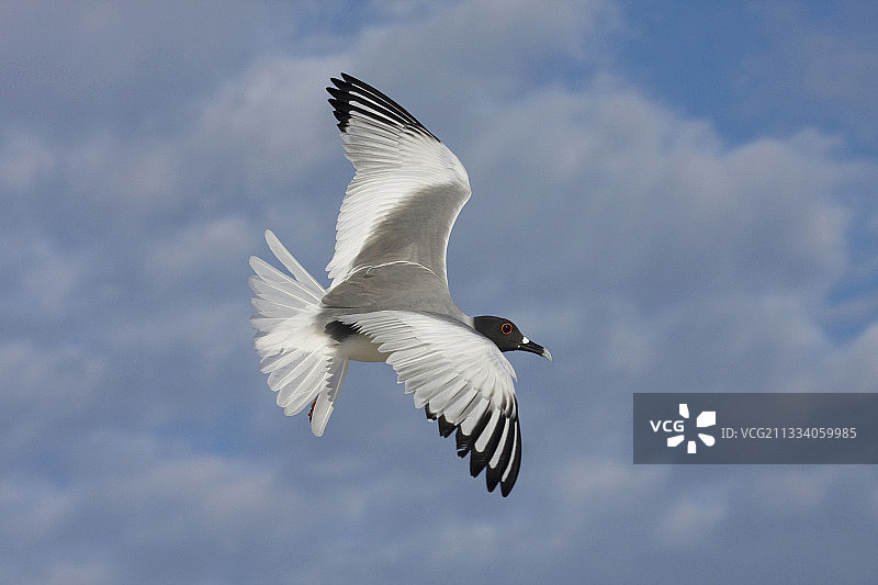 加拉帕戈斯燕尾鸥飞行瞬间图片素材