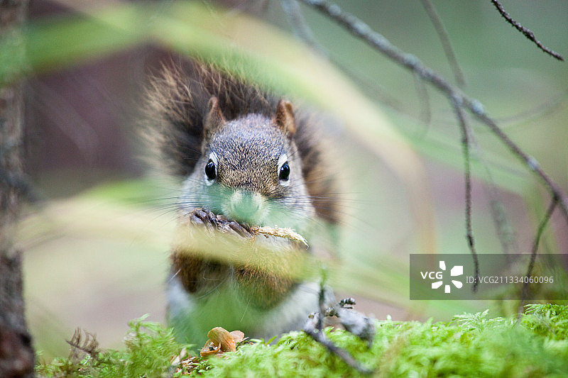 啃食松果的美洲红松鼠，加拿大贾斯珀国家公园图片素材