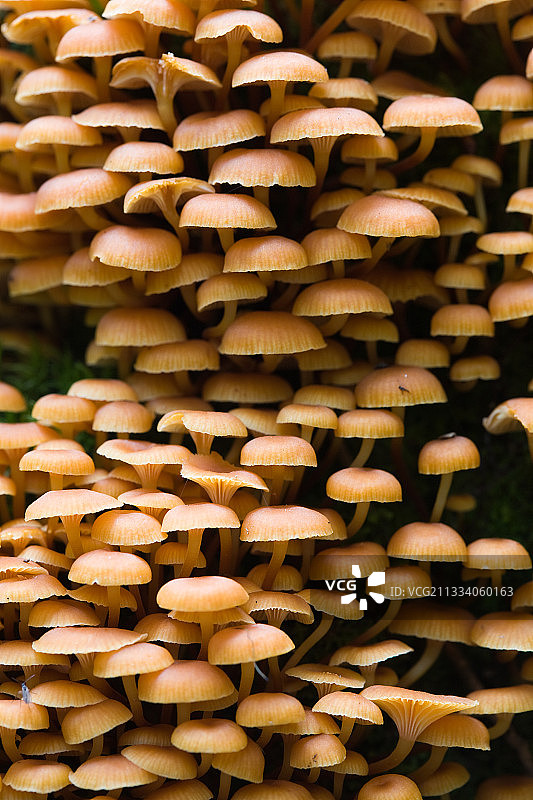 树桩上的金喇叭图片素材