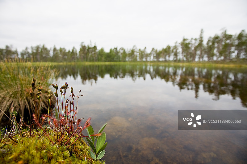 挪威湖泊中的茅膏菜图片素材