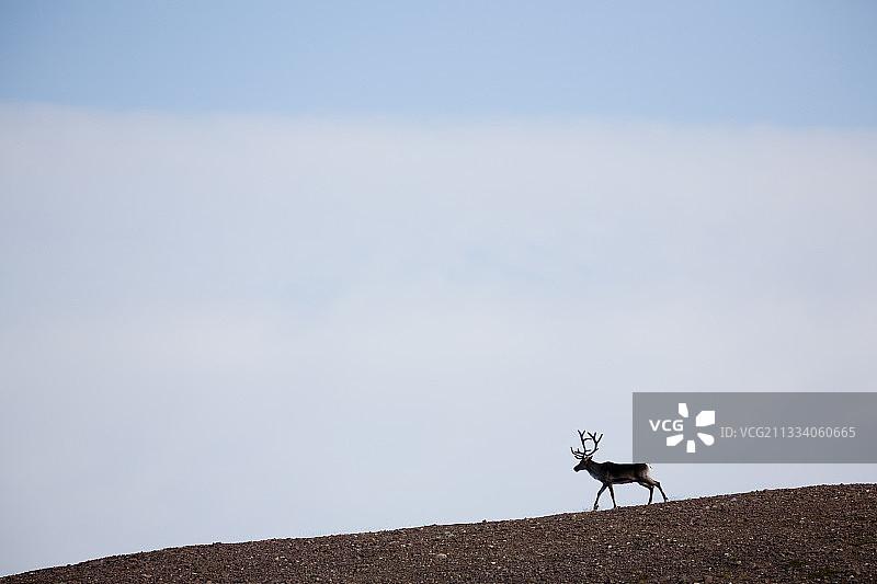 挪威瓦朗厄尔冻原上的驯鹿图片素材