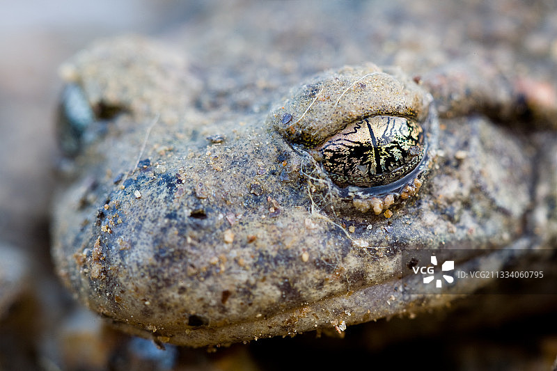 法国奥弗涅产婆蟾蜍肖像图片素材