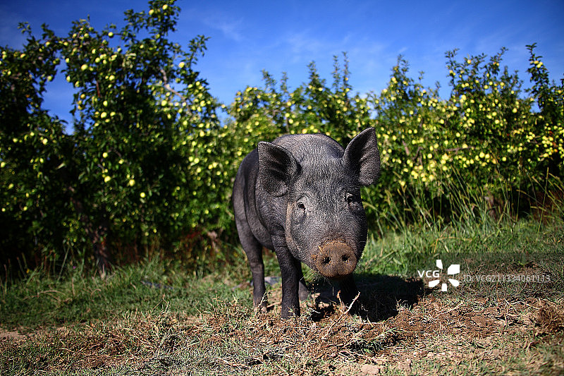 法国普罗旺斯果园里的猪图片素材