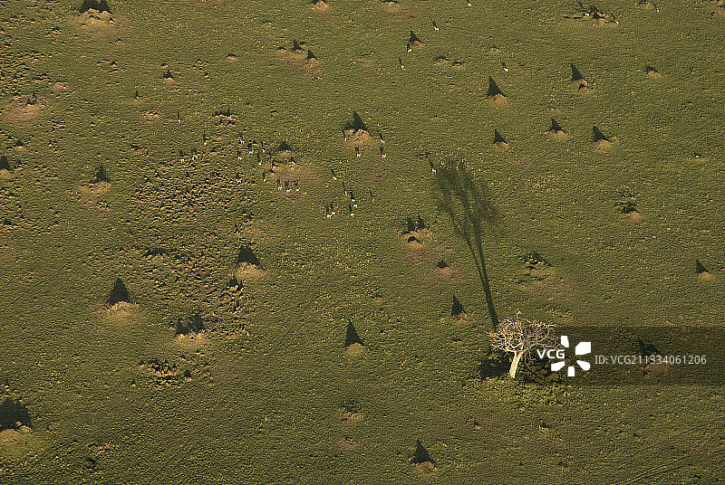 肯尼亚特兰斯马拉马赛马拉的树木与白蚁丘图片素材