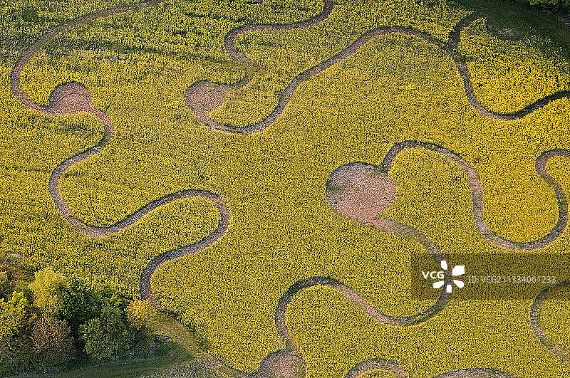 法国皮卡第油菜花田迷宫图片素材