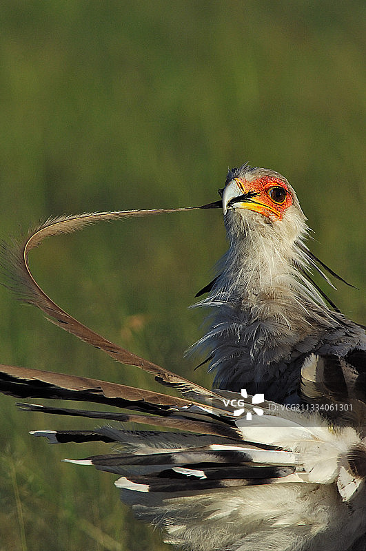 肯尼亚马赛马拉的蛇鹫梳理羽毛图片素材