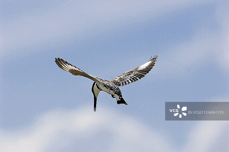 斑鱼狗悬停在肯尼亚马赛马拉图片素材