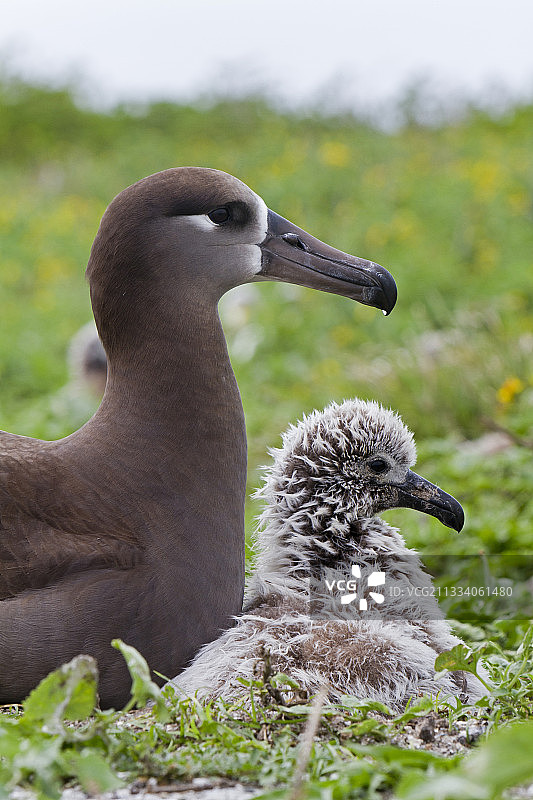 成年黑脚信天翁及其幼鸟，夏威夷图片素材