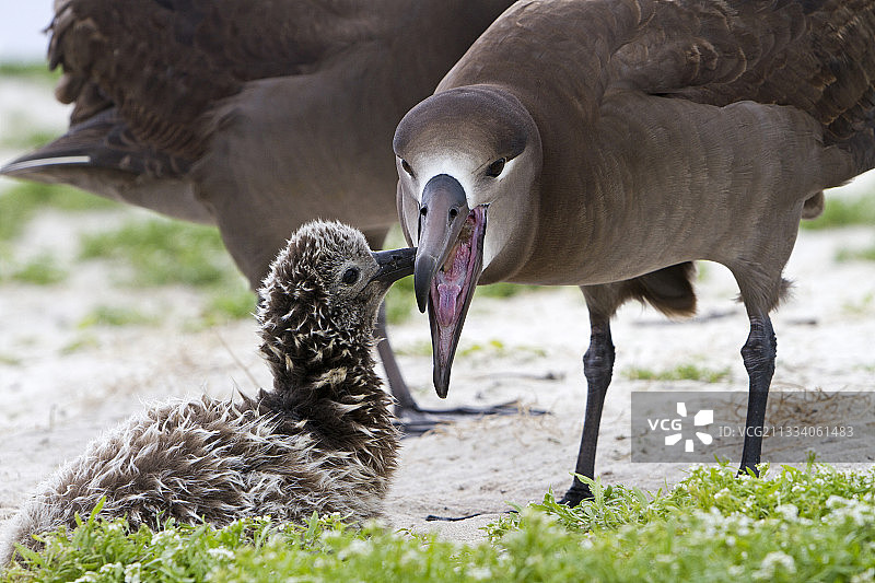 成年黑脚信天翁喂食幼鸟，夏威夷图片素材