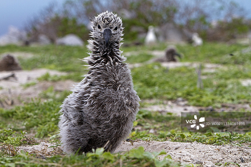 小心翼翼的黑脚信天翁幼鸟，夏威夷图片素材