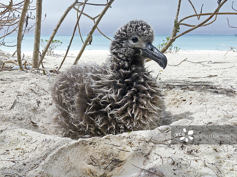 夏威夷沙岛上的黑脚信天翁幼鸟图片素材