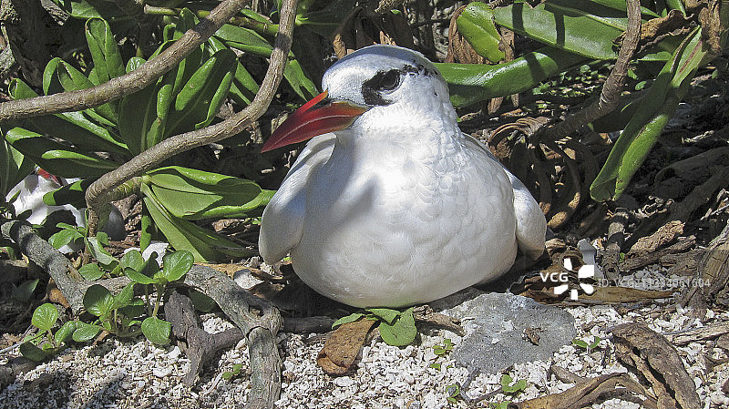 夏威夷东岛筑巢红尾热带鸟图片素材