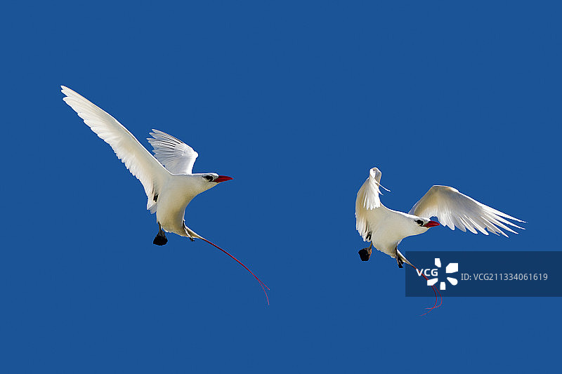 夏威夷沙岛飞行的红尾热带鸟图片素材