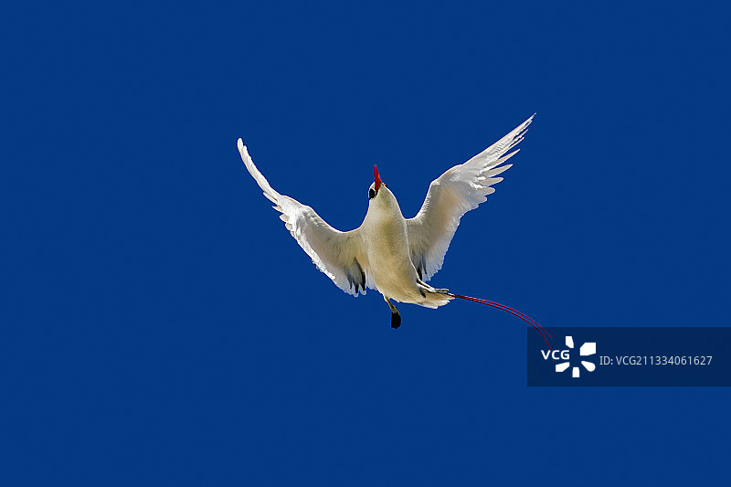 在夏威夷沙岛飞行的红尾热带鸟图片素材