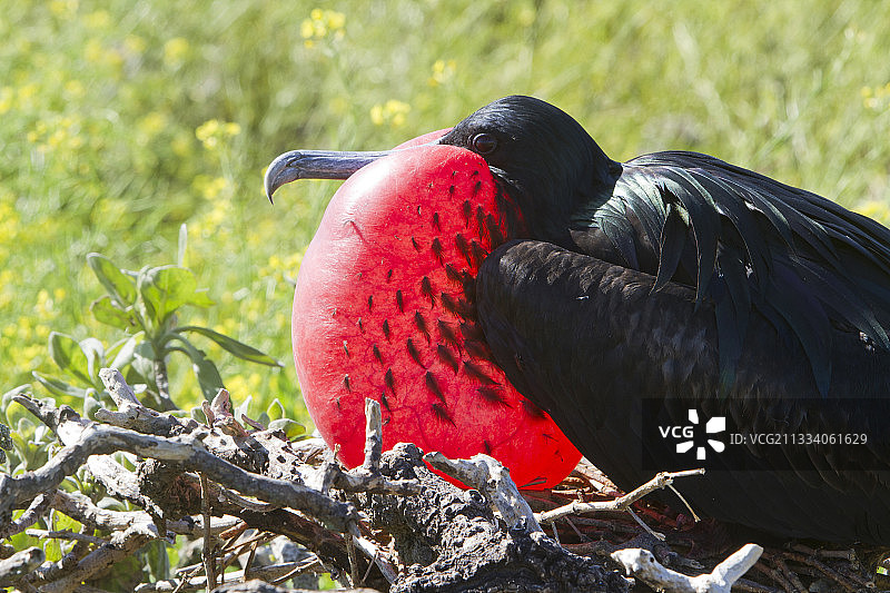 求偶中的雄性军舰鸟，夏威夷图片素材