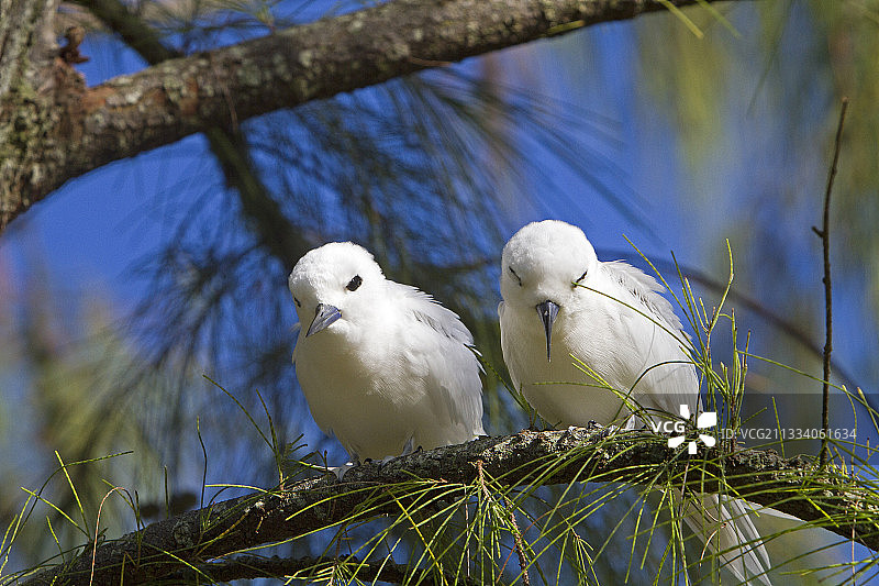 夏威夷沙岛上树枝上的一对普通白燕鸥图片素材