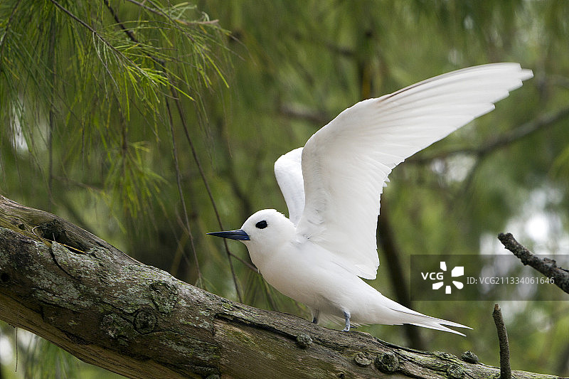 降落在树枝上的白玄鸥，夏威夷图片素材