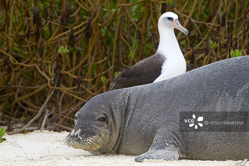 夏威夷僧海豹和莱桑信天翁沙岛图片素材
