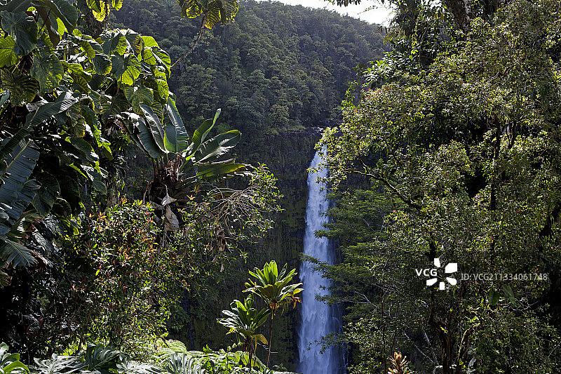 夏威夷岛哈马夸海岸热带森林中的阿卡卡瀑布图片素材